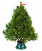 Canadian pine 1 - 1,25 m