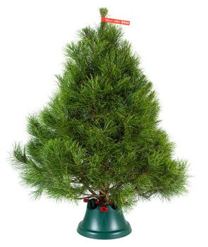 Canadian pine 1 - 1,25 m