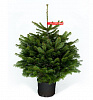 Potted Nordmann fir 0,5 - 0,6 m