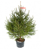 Potted Russian Christmas tree 1,5 - 1,75 m