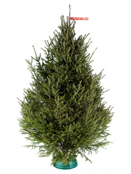 Russian Christmas tree 1,5 - 1,75 m