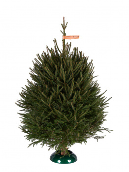 Udmurtian spruce 2,25 - 2,5 m