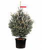 Potted blue spruce 1,75 - 2 m
