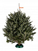 Fraser fir 2,75 - 3,0 m