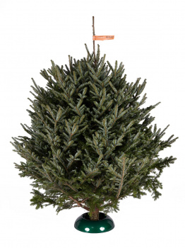 Fraser fir 2,75 - 3,0 m