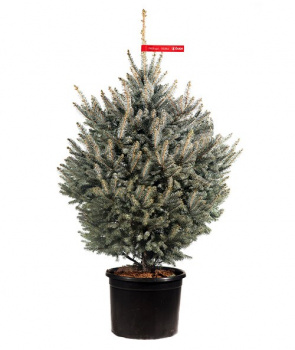 Potted blue spruce 1,25 - 1,5 m