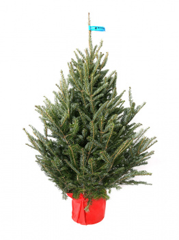 Fraser fir in a tub 1,25 - 1,5m