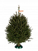 Udmurtian spruce 1,75 - 2 m