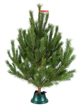 Christmas pine 1,75 - 2 m